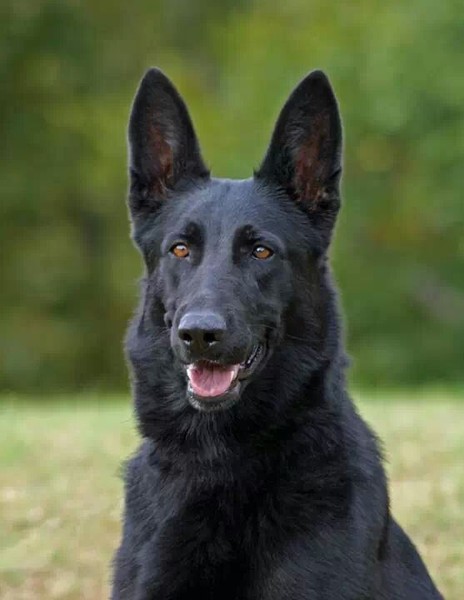 Beautiful Wolf