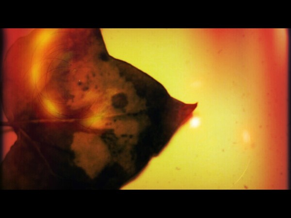 Redleaf