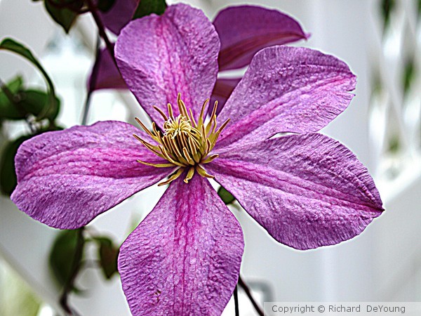 CLEMATIS 2