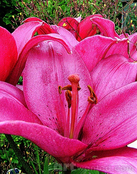 A Blaze of Pink