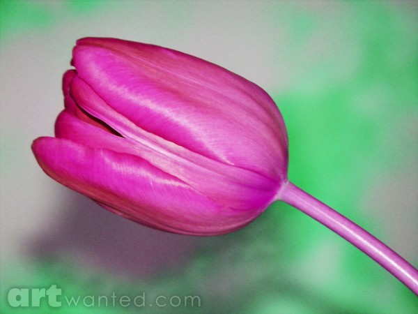 Pink Tulip
