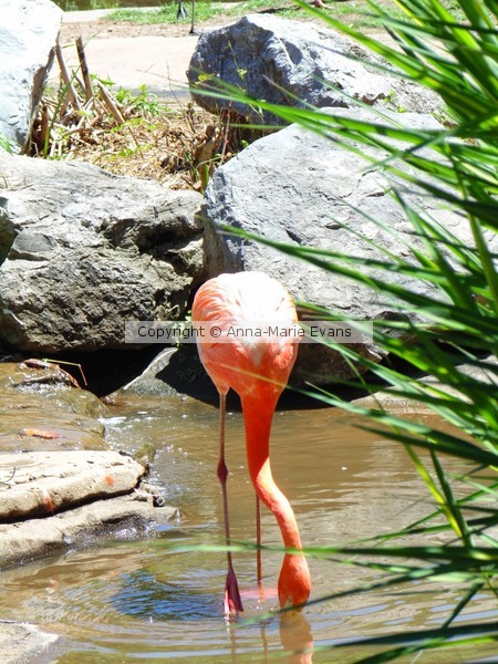 Flamingo