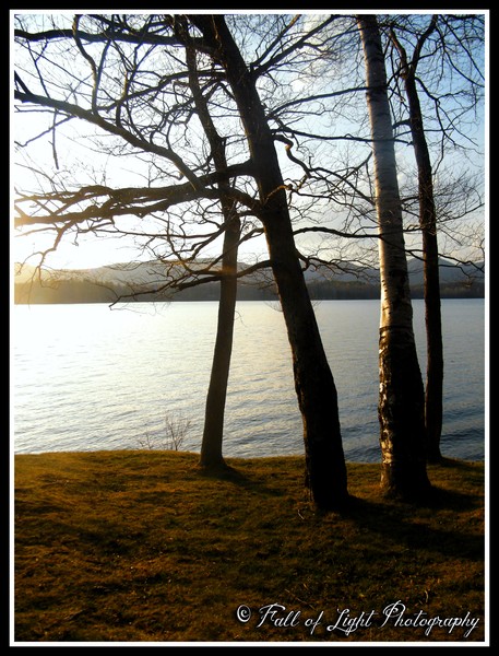 arbres darkened by redredrose d3jnmm5