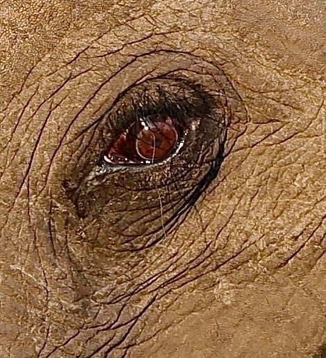 eye to eye with an Elie 
