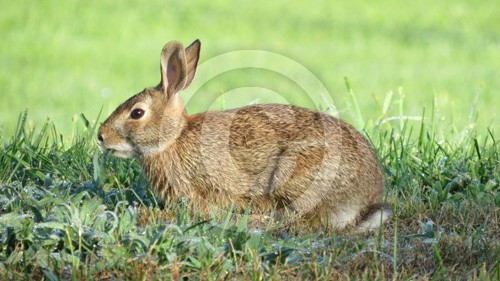 Rabbit