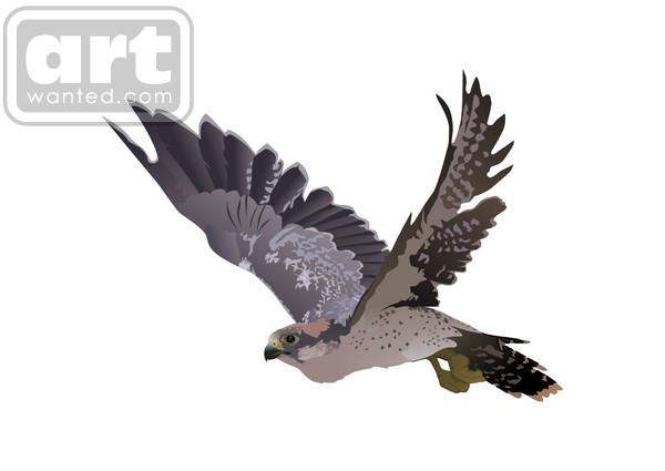 falcon