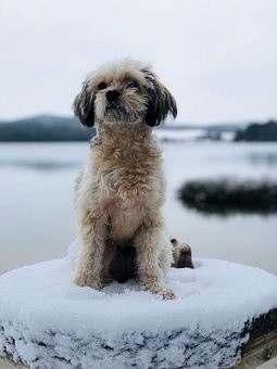 puppies (45)