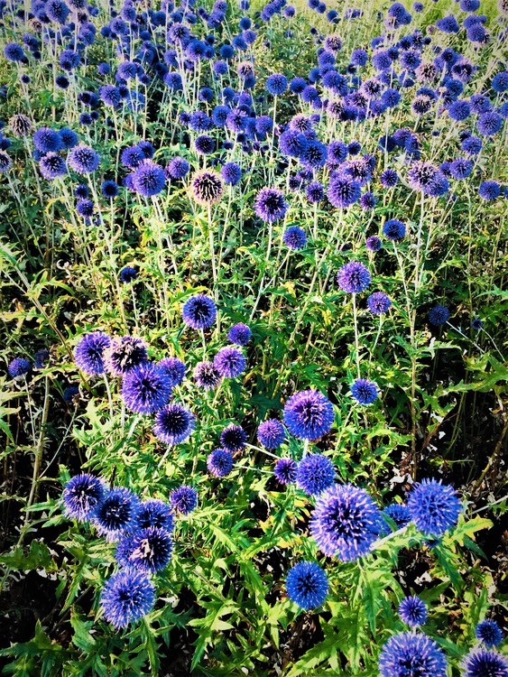 Echinops