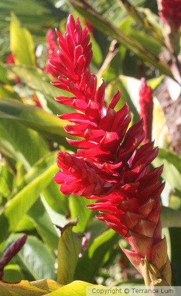 Torch Ginger Poster Print Large