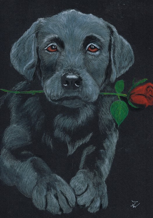 rose