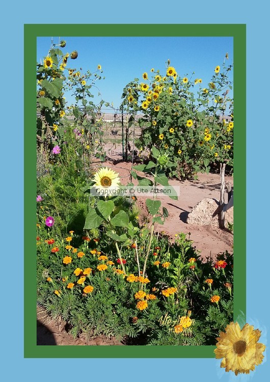 Summergarden