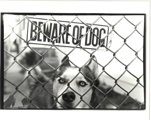 Beware of Dog