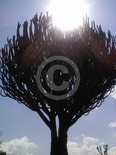 Looking for the sun - Maasai Mara