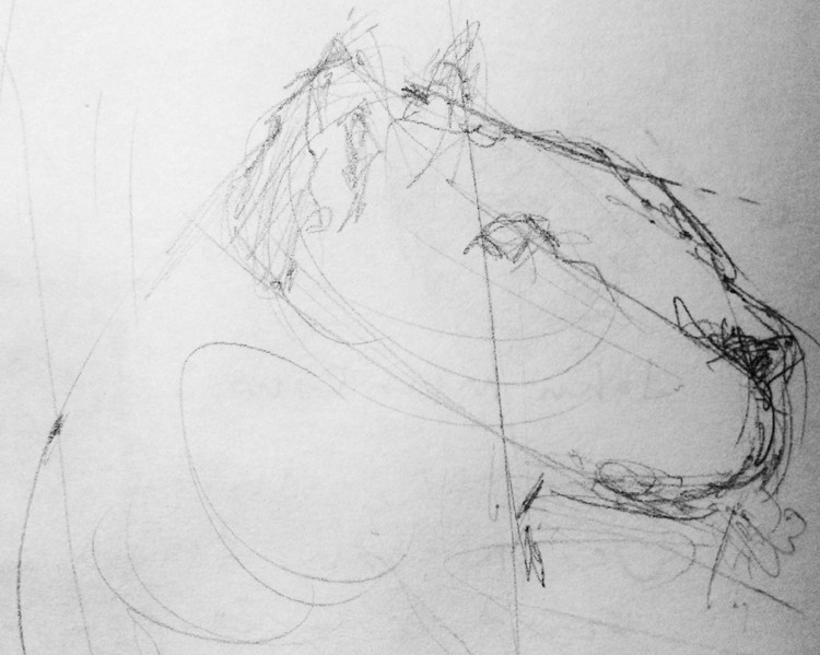 Lioness Sketch
