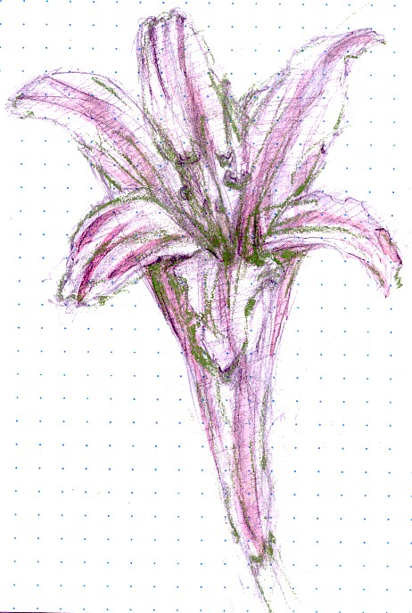 Pink Lady Watercolor