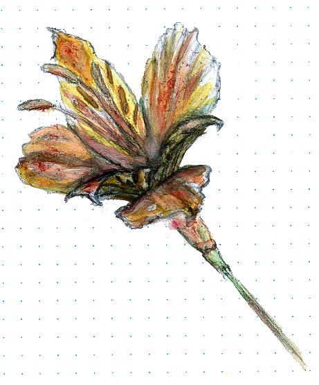 Peruvian Lily Watercolor