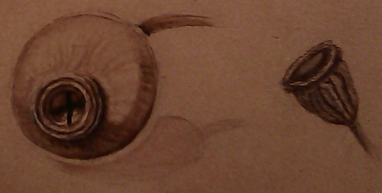 Eucalyptus Seedpod Drawings