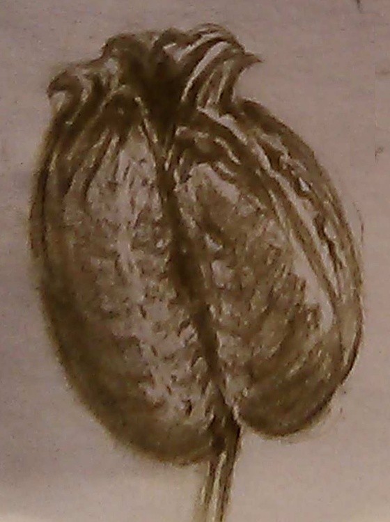 Agave Seedpod Sketch