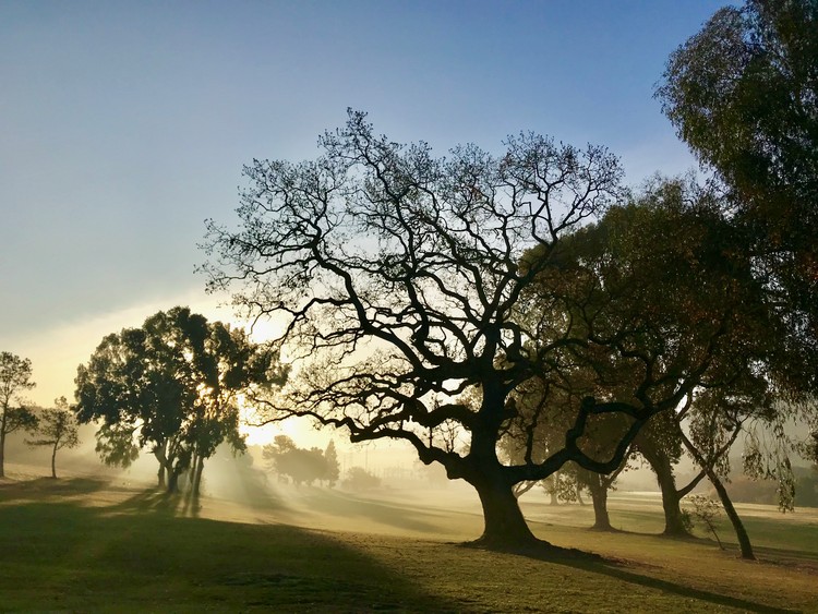 Dawn on 1/1/18