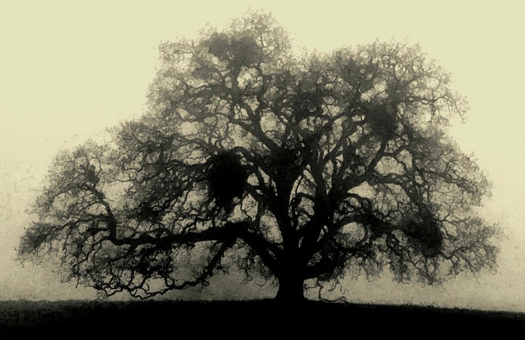 Winter Oak in Fog - January 2018