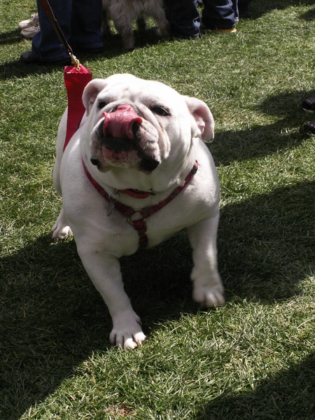 Bulldog