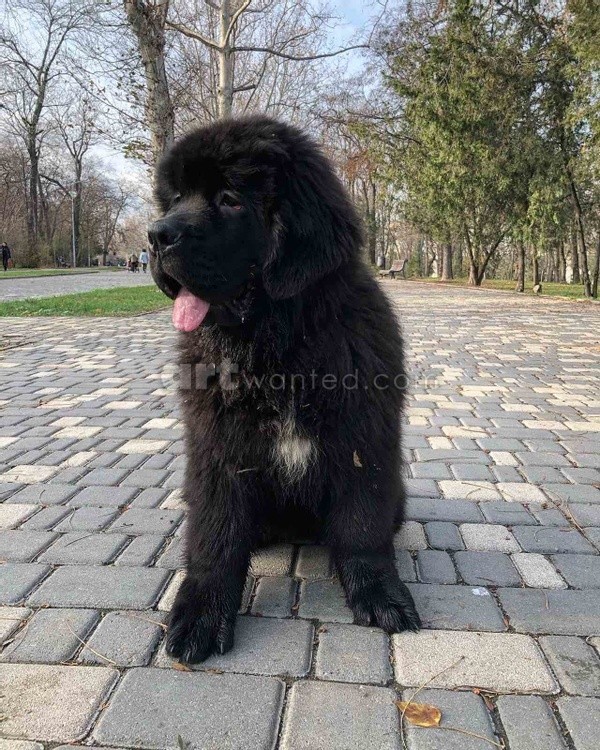 Black newfoundland puppy