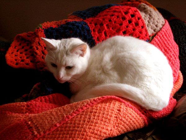 Catiana