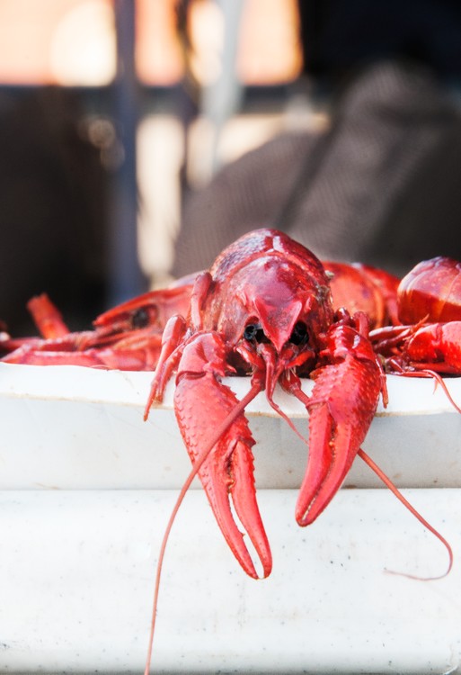 Crawfish
