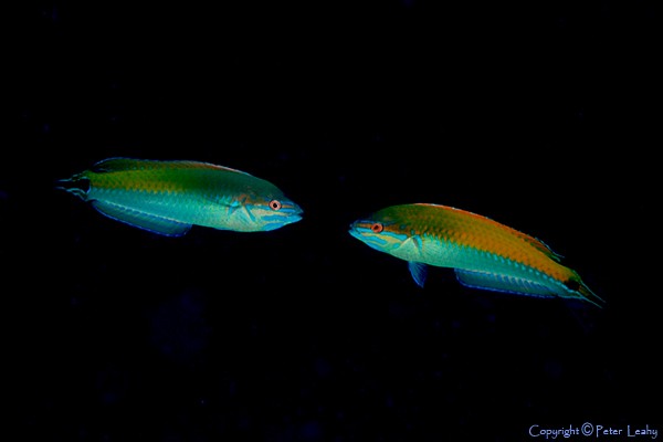 Rainbow  Wrasse