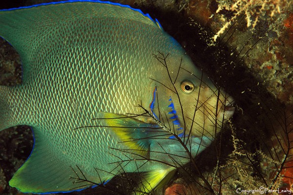 Blue Angelfish on a Nite Dive