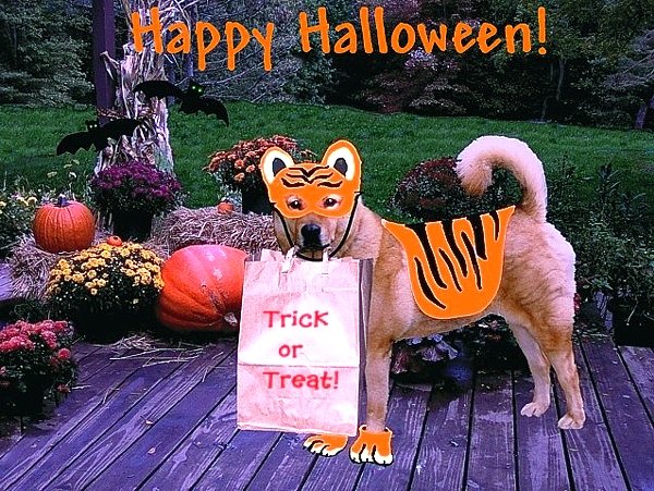 Happy Halloween!