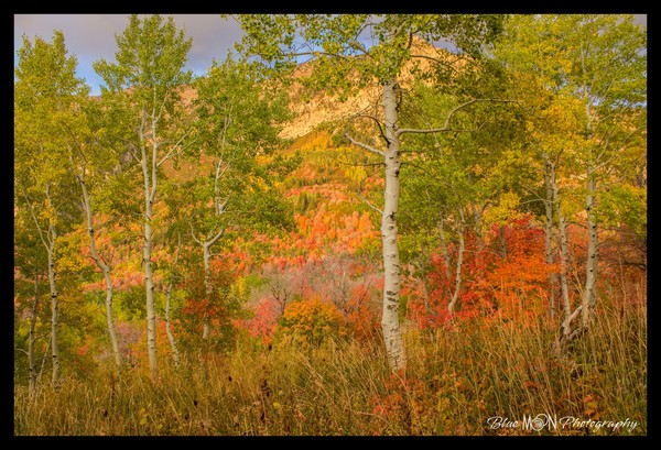 The colors of fall
