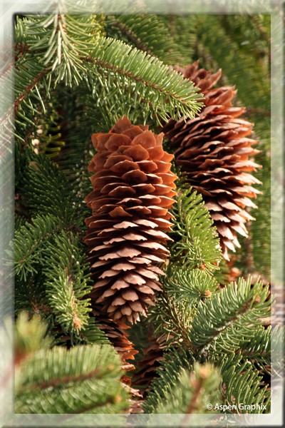 Pine cone