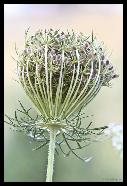 Faeries Scepter