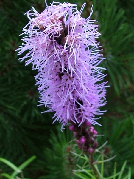 GARDEN FLOWER