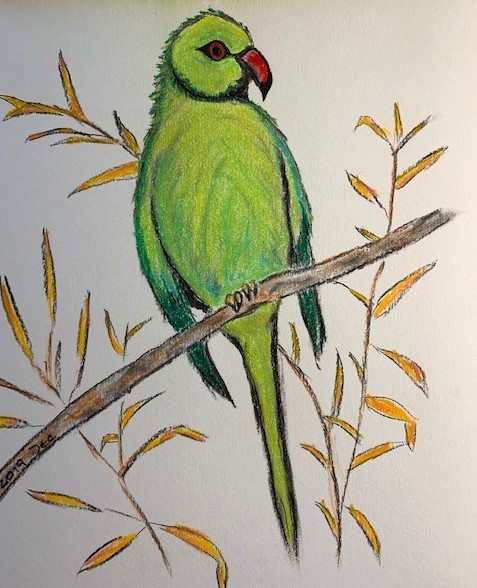 green parrot drawing