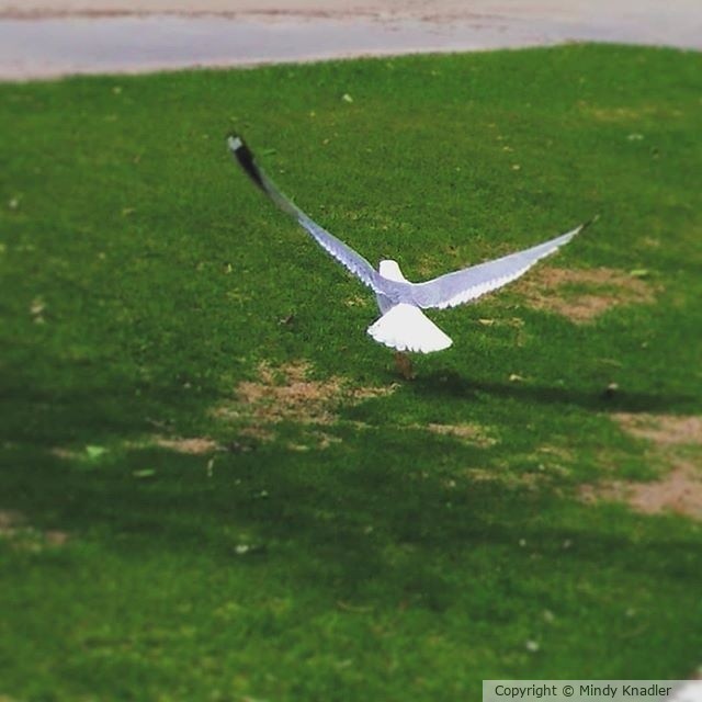  seagull