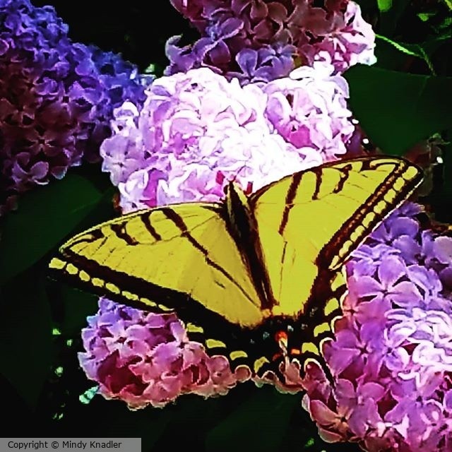 butterfly