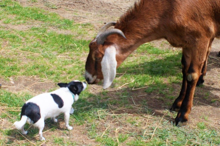 A Goat and a dog