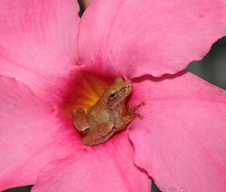 Frog and Flower 2