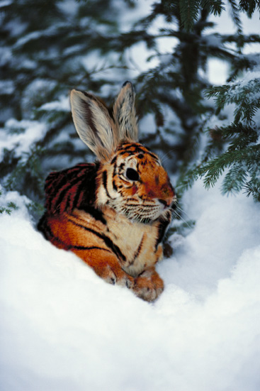 Tigerrabbit