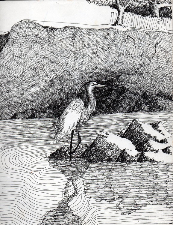 heron feeding