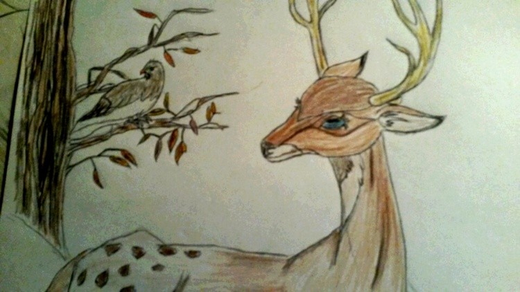 reindeer 