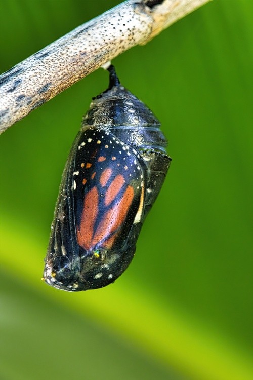 Monarch chrysalis ready to emerge as a butterfly