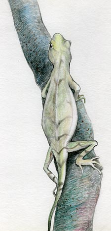 Lizard