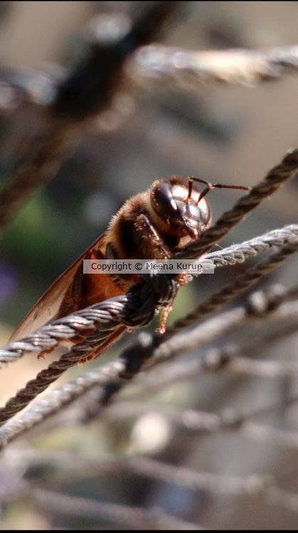 The invasive giant hornet bee