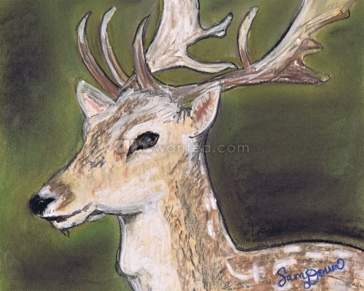 8x10 Fallow Deer