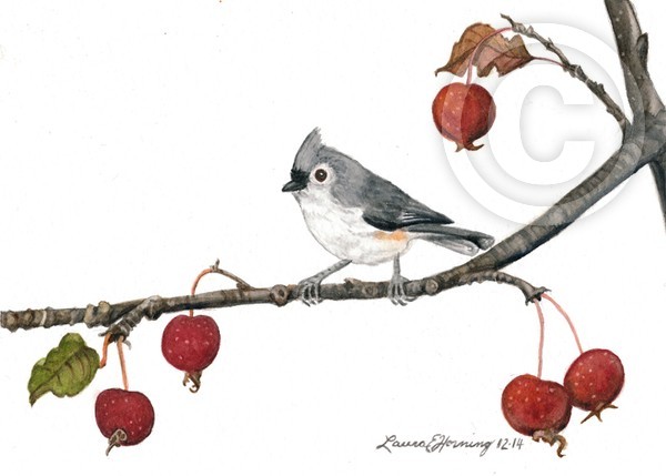 Tufted Titmouse