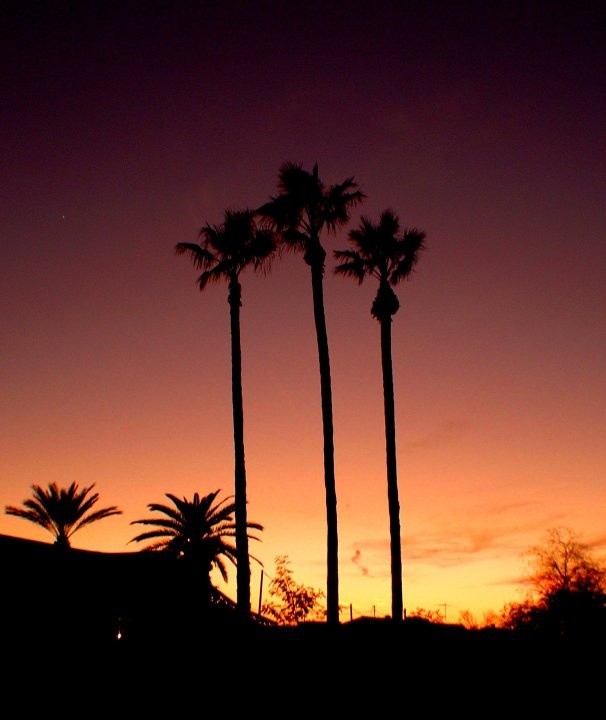 palm sunset 266