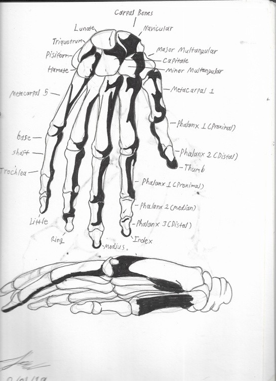 Skeletal Hand Anatomy